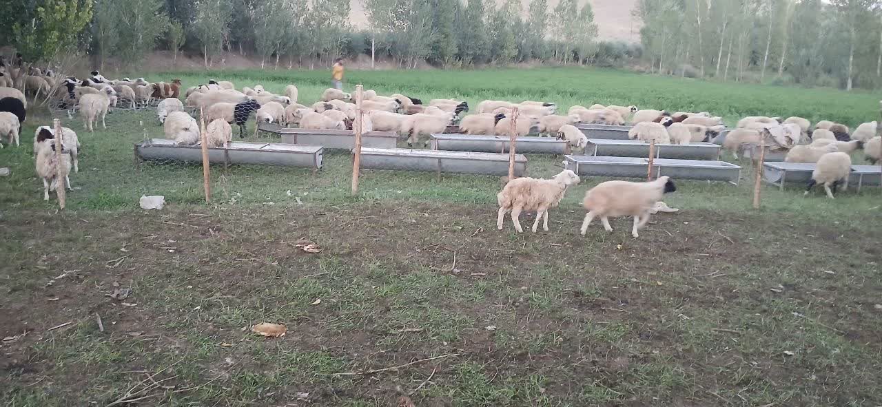 بهرهمندی 475 خانوار عشایری از آب شرب سالم با اتمام پروژه آبرسانی قشلاق گوگرد علیا