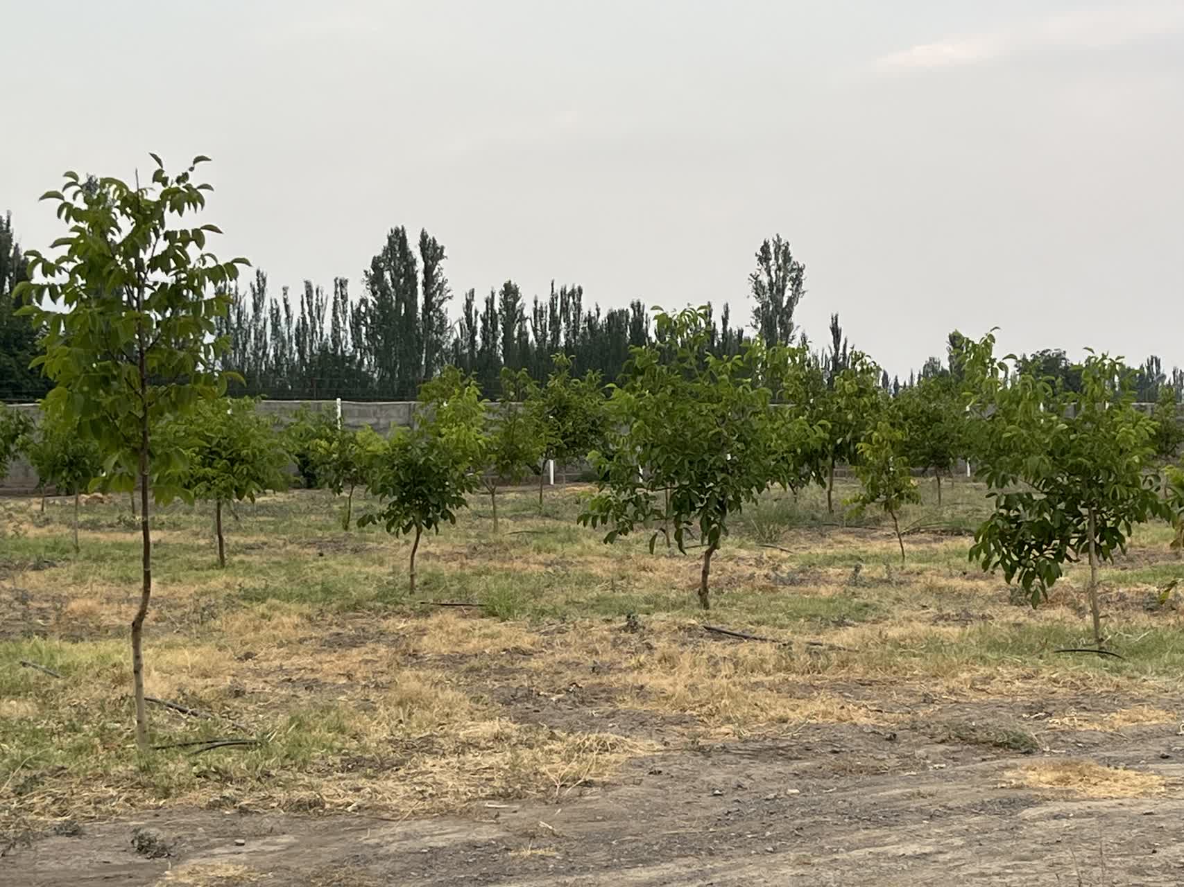 تحقق سیاستهای کشاورزی پایدار و افزایش بهرهوری در شهرستان خوی